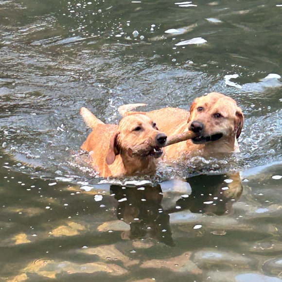 Meet your Posher, Cheryl - Picture 2 of 7